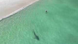 Drone Captures Shark Coming Close to Swimmers on WA Coast [upl. by Neetsuj]