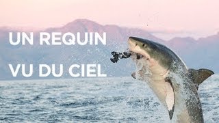 Un requin vu du ciel  le mois des requins [upl. by Aitnas]