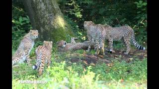 De cheetas in Burgers Zoo [upl. by Benyamin]