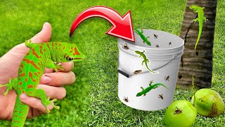 DIY LIZARD TRAP CATCHES RARE LIZARDS  MADAGASCAR DAY GECKO [upl. by Kannav]