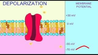 AP1 NEURON DEPOLARIZATION [upl. by Ogilvie]