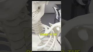 3d Anatomy of clavicle bone [upl. by Nivrem]