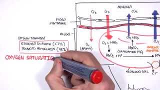 Respiration Gas Exchange [upl. by Okoy]