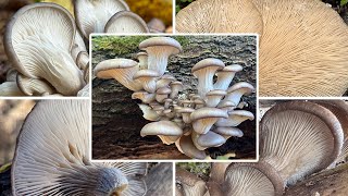 Austernseitling Verwechslung amp Zubereitung  Austernpilz Winterauster  Pleurotus ostreatus [upl. by Odele741]