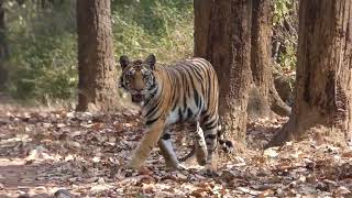 Tiger visited the interpretation center in Kanha Mukki gate [upl. by Annavoeg]