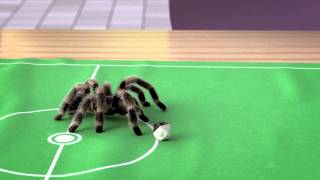 Football playing spider [upl. by Prospero717]