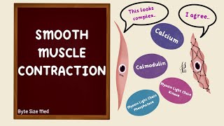 Smooth Muscle Contraction  Excitation Contraction Coupling  Nerve Muscle Physiology [upl. by Akihsal]