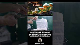 TASSELLI DI MICELIO I SEMI DEI TUOI FUNGHI DA COLTIVARE  COME FARE UNA FUNGAIA IN TRONCHI [upl. by Nnyllaf]