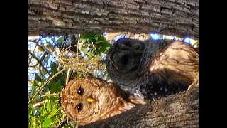 Me and My Barred Owls [upl. by Hairu555]