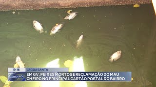 Lagoa Santa Em GV Peixes mortos e Reclamação do mau Cheiro no Principal Cartão Postal do Bairro [upl. by Noskcaj]