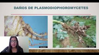 CLASE PLASMODIOPHOROMYCETES [upl. by Clarette549]