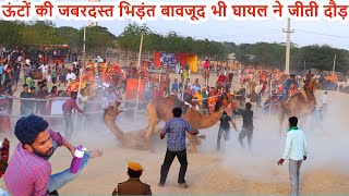 ऊँटों की दौड़ में टक्करा गए दो ऊंट  रोमांचक Camel Race at Bikaner Camel Festival 2022 [upl. by Lefton373]