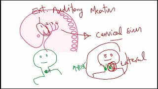 USMLE ACE Video 134 Thyroglossal Duct Cyst vs Branchial Cleft Cyst [upl. by Jorin]