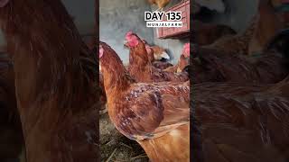 DAY 135 Munjal Farm youtubeshorts 1day1milionviews [upl. by Suivatnad802]