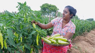 Capsicum Masala CurryToday I am making some different recipes with capsicumvillage kitchen recipe [upl. by Avram906]