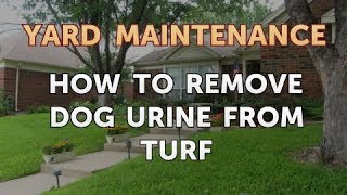 How to Remove Dog Urine From Turf [upl. by Lawan]