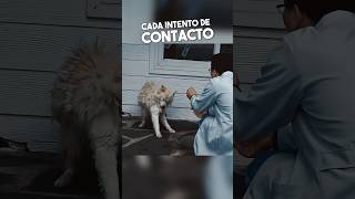 Este Perrito Tenía Convulsiones Cuando Lo Tocaban 😱 [upl. by Powell]