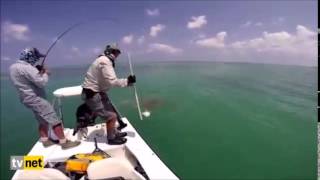 Un requin dévore un thon à 10km de Miami [upl. by Letsirc368]