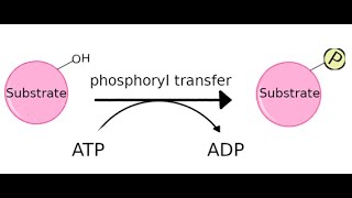 Kinases its function and different types [upl. by Cyrie373]