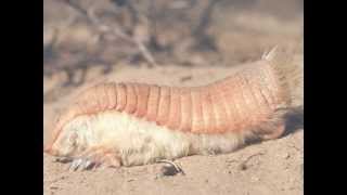 Pink Fairy Armadillo [upl. by Eittam]