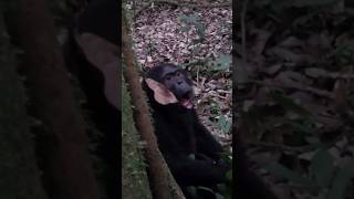 Chimpanzee Making Sounds Before Charging Annoying Human  Sounds of Chimpanzee Chimps Sound [upl. by Marthena]