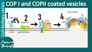 COP II and COP I vesicle mediated vesicle transport between ER and Golgi [upl. by Toomin744]