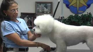 Super Styling Sessions DVD Series  The Bichon Frise [upl. by Munn]