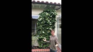 Stephanotis Fragrant Flowering Vine for Indoors or Outdoors [upl. by Eirak92]