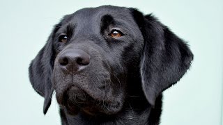 Molly The Black Labrador 4  6 Months [upl. by Cavuoto]