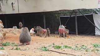 A feeding time of hamadryas baboons [upl. by Eckmann]