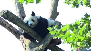 Baby panda celebrates first birthday in France [upl. by Trauts]