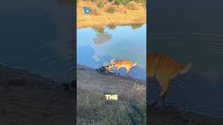 Antelope escapes from wild dog [upl. by Kenlay]