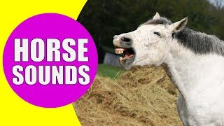 HORSE SOUNDS FOR KIDS  Learn Neighing Snorting and Galloping Sound Effects of Horses [upl. by Elma]