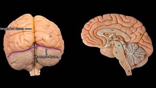 Cerebral Anatomy with simplified explanations of function [upl. by Notlew369]