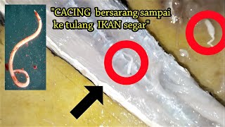 CACING BERBAHAYA DI IKAN LAUT parasite worms cacingberbahaya viral trending [upl. by Zemaj20]