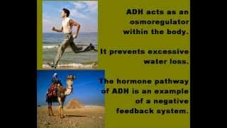 Antidiuretic Hormone ADH Osmoregulation [upl. by Aiotal]