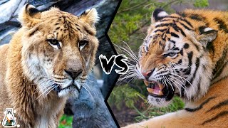 LIGER VS TIGER  Which is the Strongest Big Cat [upl. by Kirenoj]