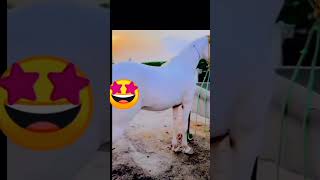 trendingshorts horse fypyoutube it cost so high 😉 [upl. by Assyn]