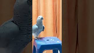 africangrey parrot parrottalking greybird greyparots [upl. by Elgar]