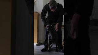 It jumps on Dutch Shepherd dutchshepherdgermanshepherdmalinoisdogtrainingk9 [upl. by Rodl]