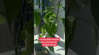 How to Prune Pepper Plants [upl. by Olva]