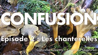 Identifier la chanterelle en tube et la chanterelle jaunissante [upl. by Unhsiv547]