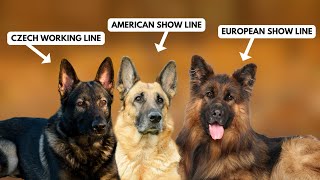 5 Types of German Shepherds and How to Identify Them [upl. by Millford]