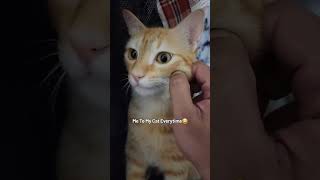 Me and my cat 🐸 evry night ❤️‍🩹 highlights everyone [upl. by Oicam]