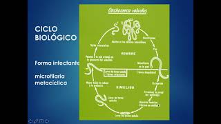 Ciclo biológico de Onchocerca volvulus [upl. by Alisa]