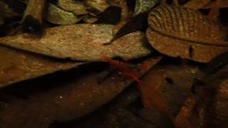 Red Macrobrachium shrimp from Betta macrostoma habitat part 1 [upl. by Cormac]