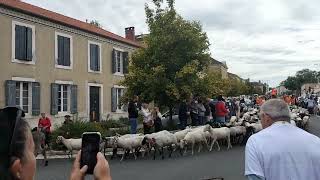 transhumance dAillas 2024 [upl. by Icram]