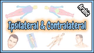 22 Ipsilateral amp Contralateral Terms  مصطلحات نفس الجانب و على الجانب المقابل [upl. by Nuahsar]