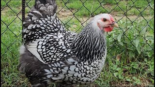 Silver Laced Wyandotte Chickens [upl. by Modeerf]