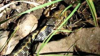 Garter Snake amp Leopard Frog [upl. by Terrel]